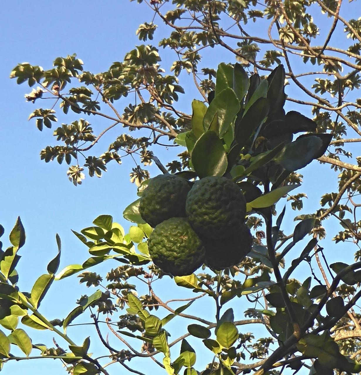 Pura Vida Frühstückspension Alajuela