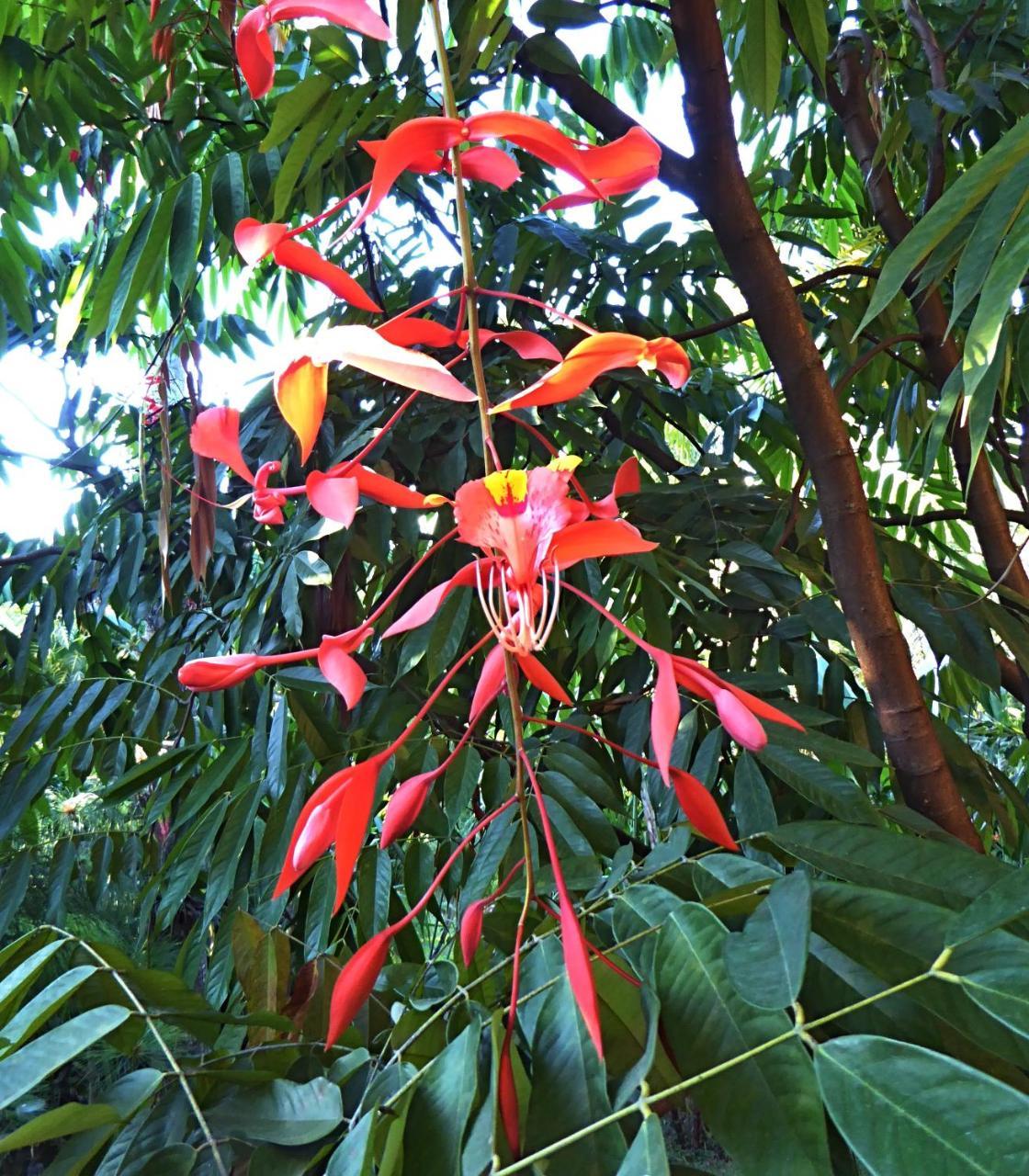 Pura Vida Frühstückspension Alajuela