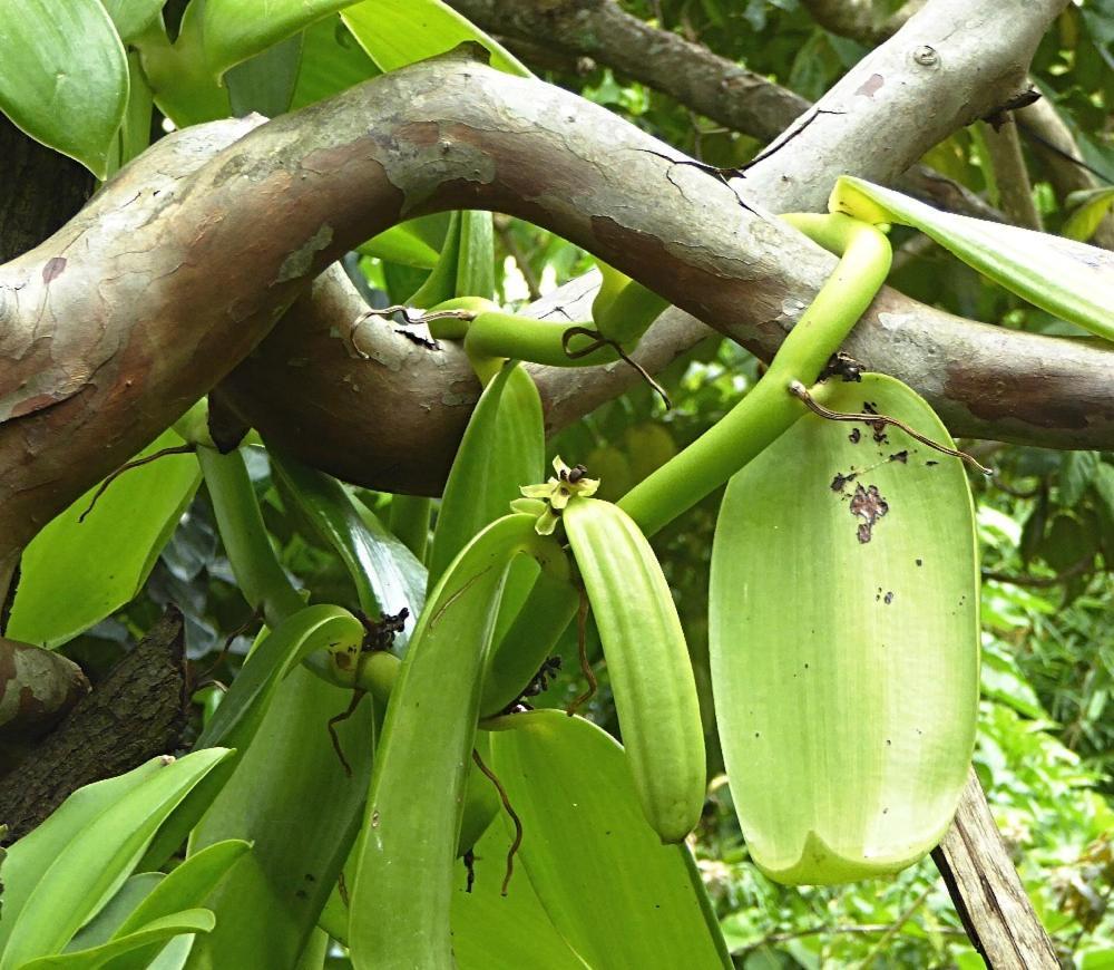 Pura Vida 4* Alajuela